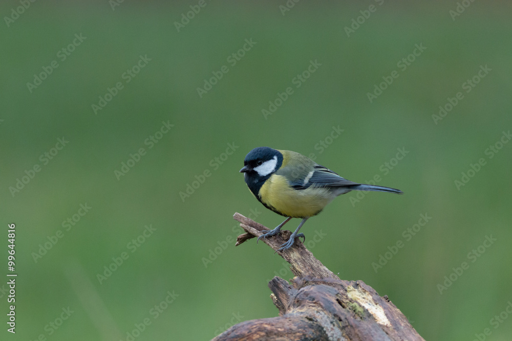 Fototapeta premium Kohlmeise