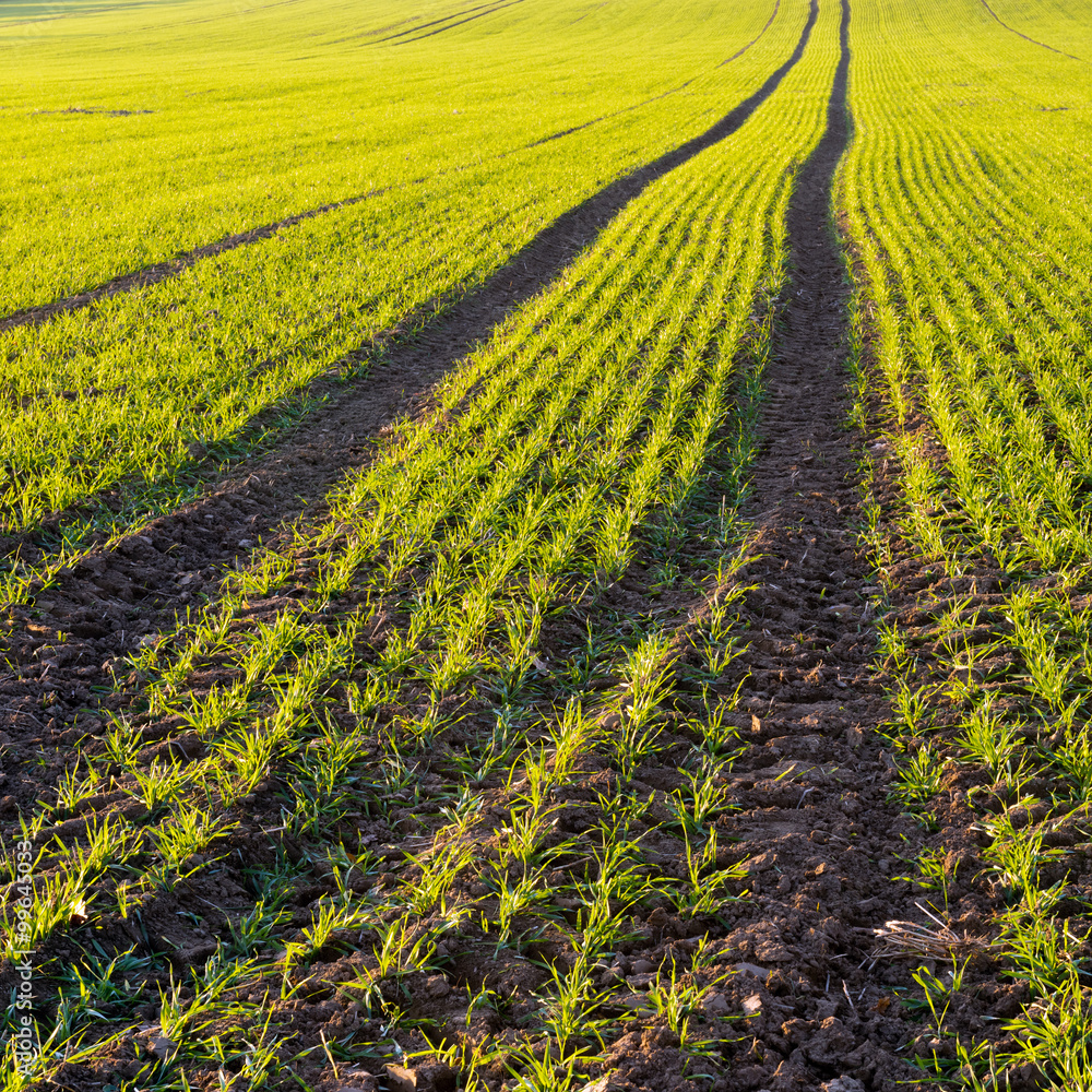 Autumn field. Winter-crop Autumn field. Winter-crop
