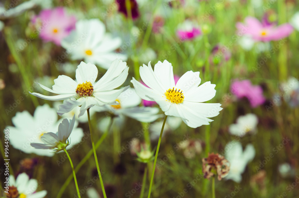 Blossom white cosmos flower in the garden. Blossom white cosmos flower in the garden.