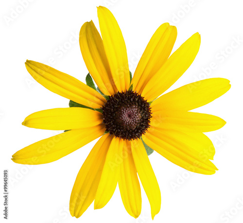 Fotótapéta Daisy yellow flower