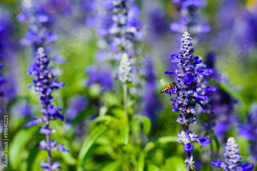 Lavender Flowers