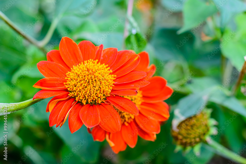 Orange Orange