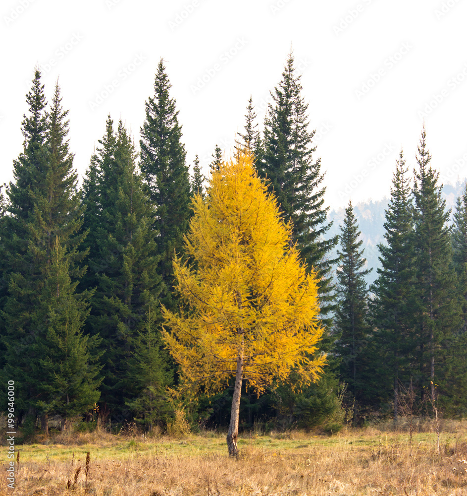 Naklejka premium autumn yellow larch