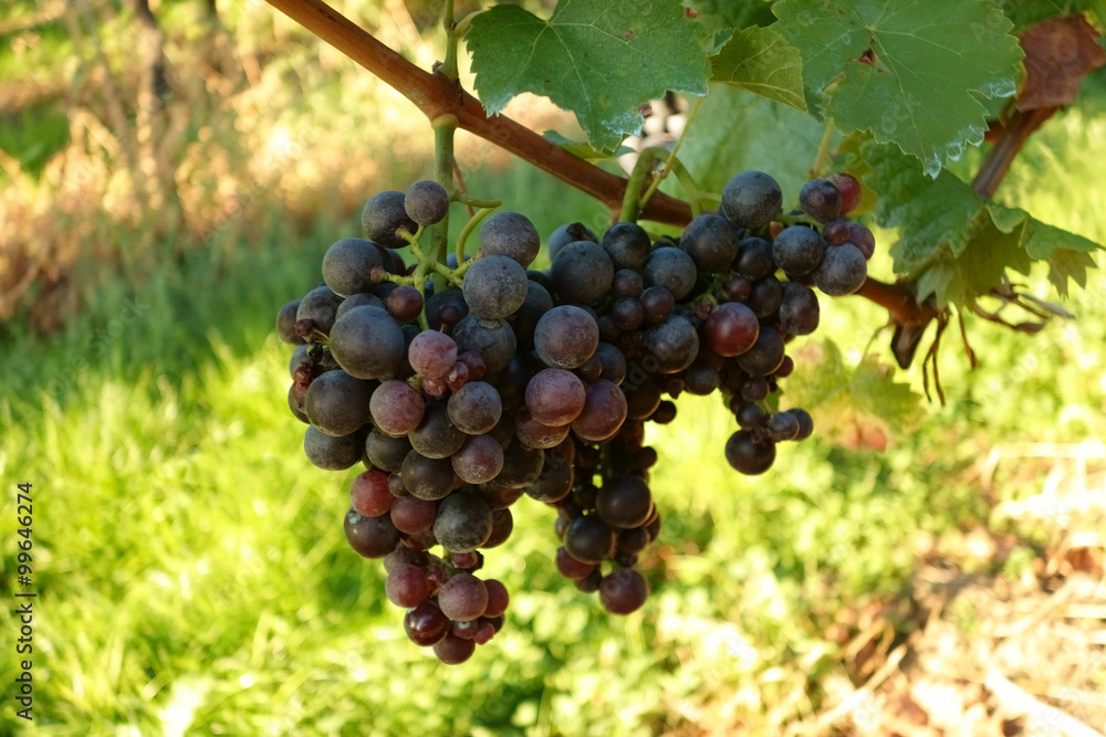 Weinanbau / Wein / Weinstock / Trauben Hintergrund Stock Photo | Adobe Stock