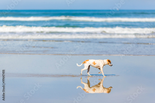 Fototapeta Naklejka Na Ścianę i Meble -  Dog on the beach