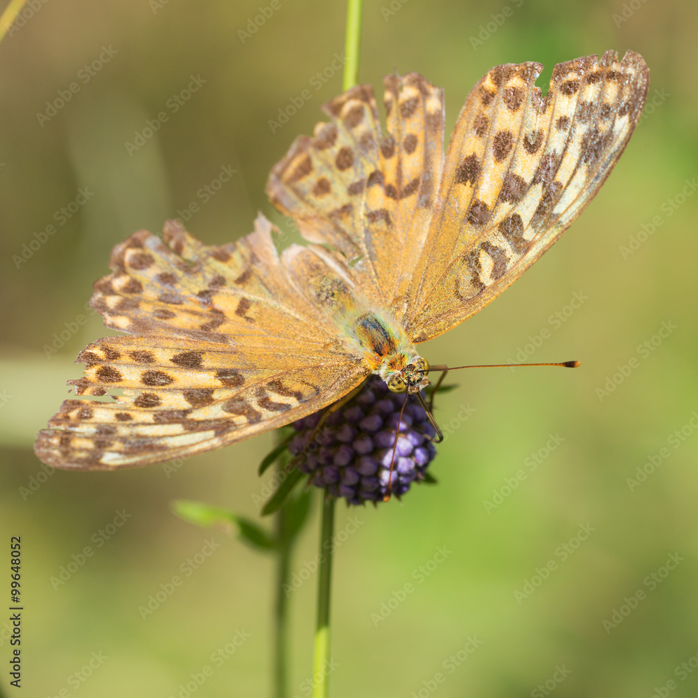 Obraz premium butterfly in summer