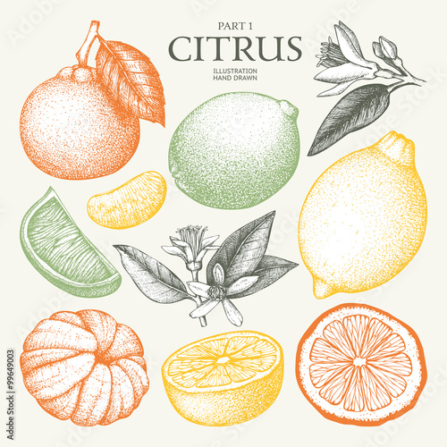 Vintage Ink hand drawn collection of citrus fruits isolated on white background. Vector illustration of highly detailed citrus fruits sketch
