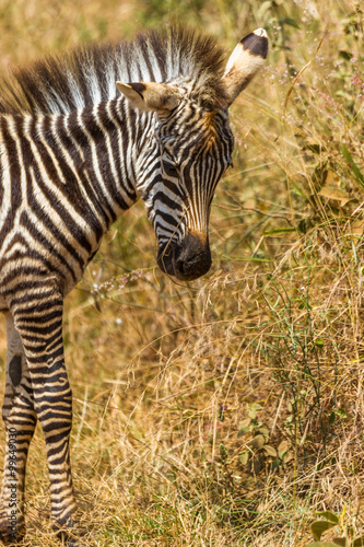 Kleines Zebra im Nairobi National Park