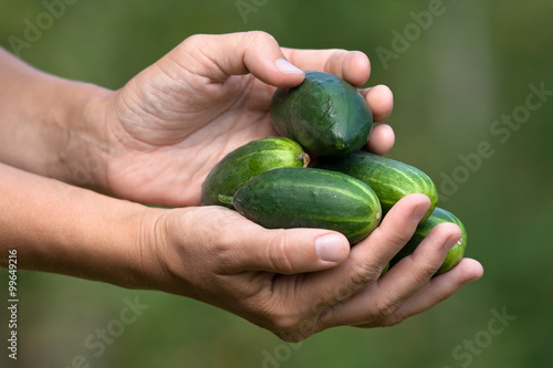 hands with cucumbers