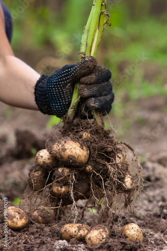 hands with digging bush potato, closeup