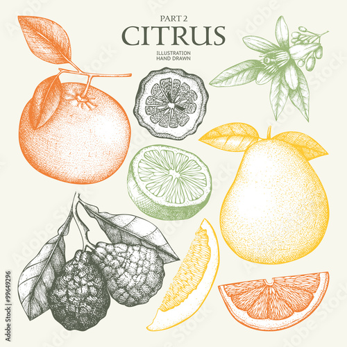 Vintage Ink hand drawn collection of citrus fruits isolated on white background. Vector illustration of highly detailed citrus fruits sketch