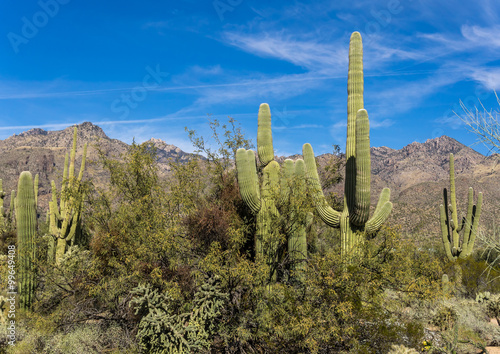 Sabino Canyon Desert in Tucson, Arizona
