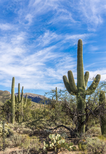 Sabino Canyon Desert in Tucson, Arizona © Nelson Sirlin