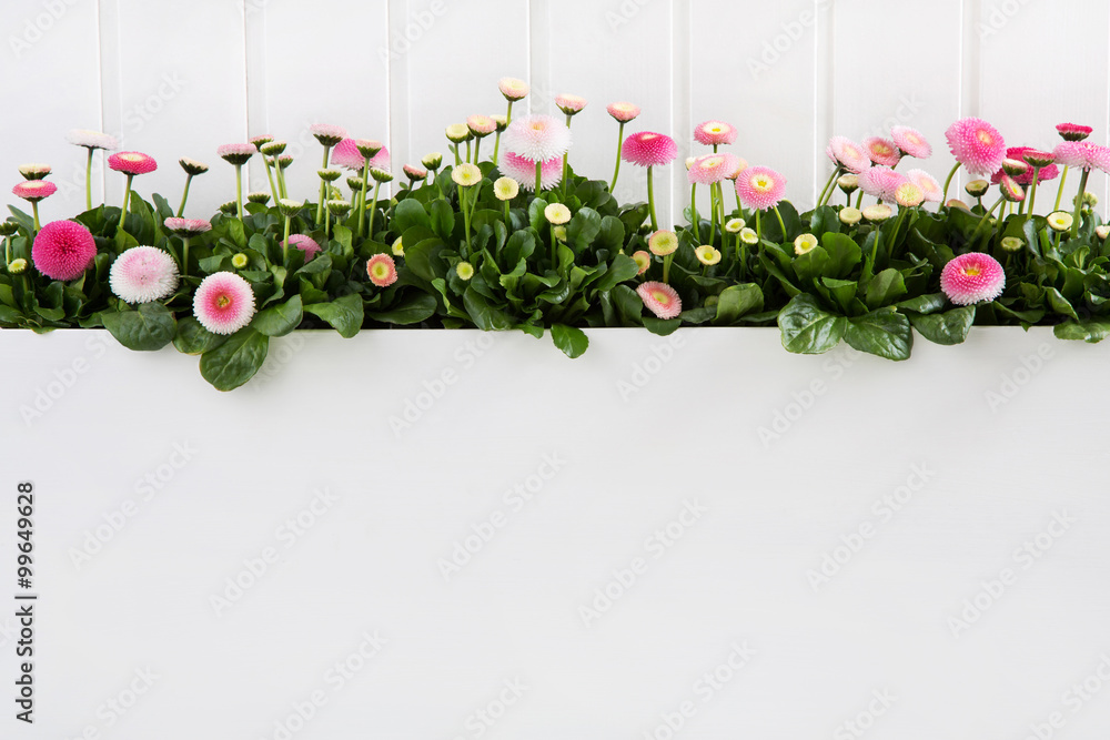 Rosarote Gänseblümchen zum Frühlingsanfang auf Holz Hintergrund weiß - obrazy, fototapety, plakaty 