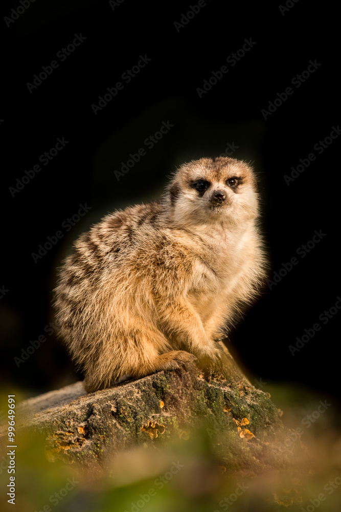 Fototapeta premium Cute meerkat animal resting on a tree branch facing the camera on a black background