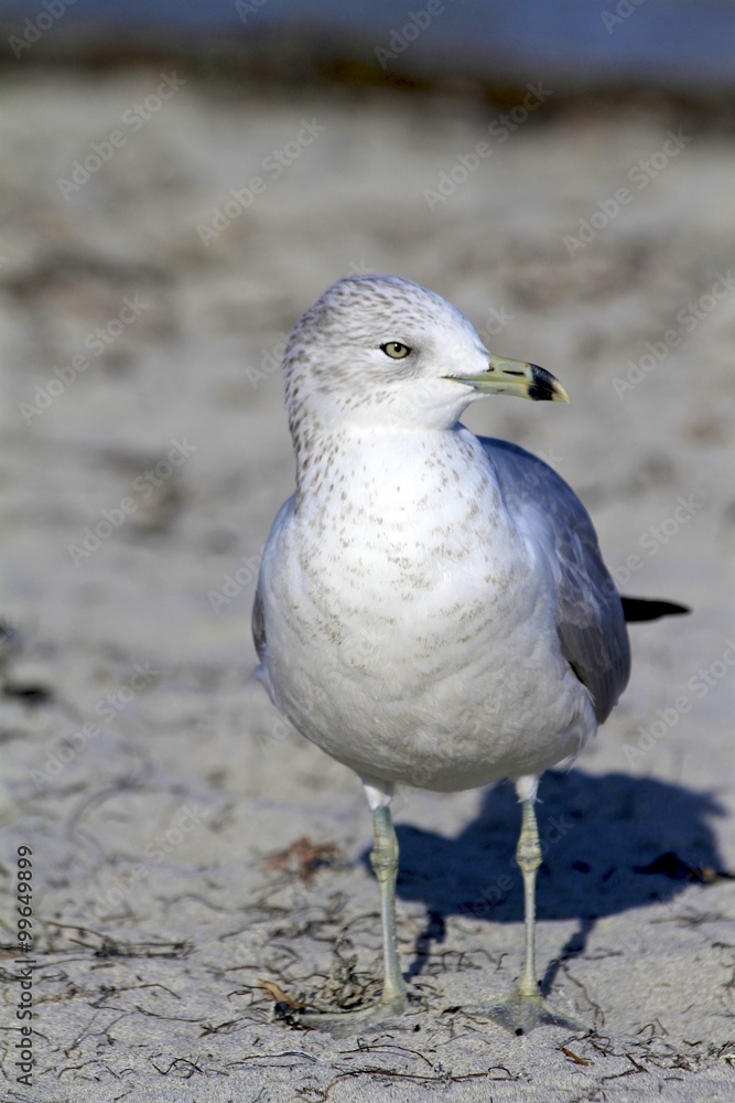 Fototapeta premium Ring Billed Gull