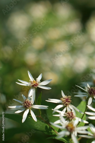 zarte weiße Blüten 