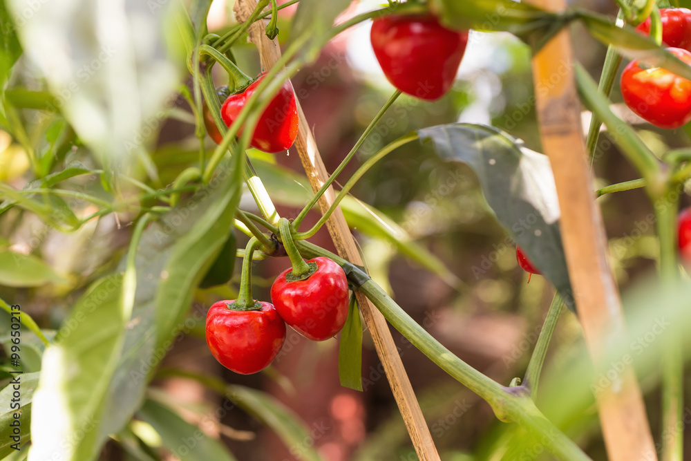 Obraz premium red paprika growing in the garden