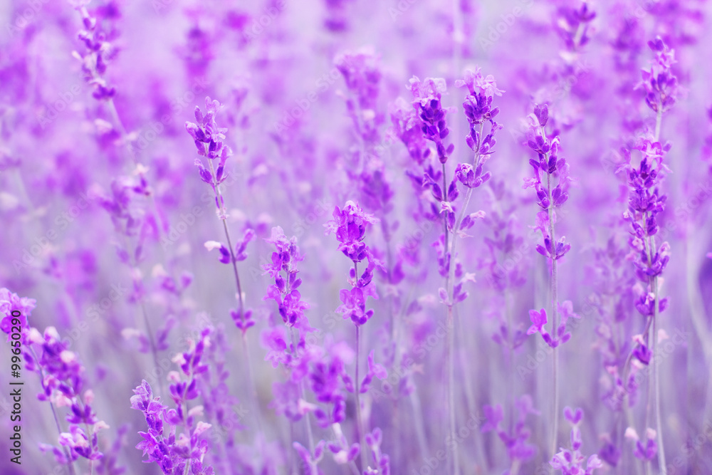 Naklejka premium field lavender flowers