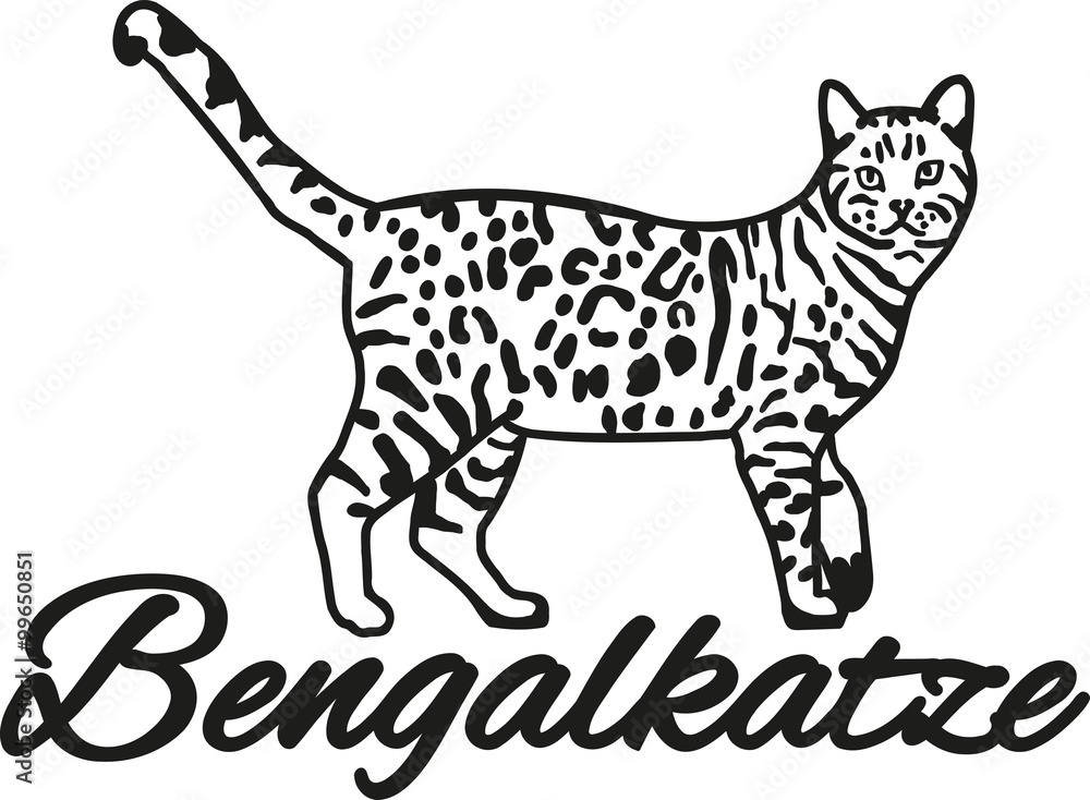 Fototapeta premium Bengal cat with breed name