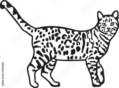 Leopard bengal cat