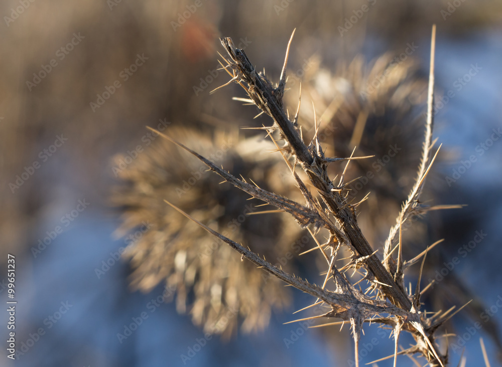 Obraz premium Closeup of a brown thistle stem in winter macro
