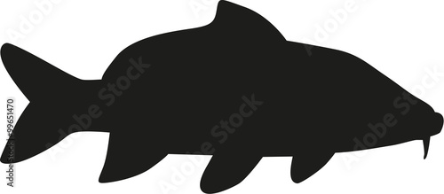 Carp fish vector