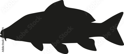 Carp silhouette