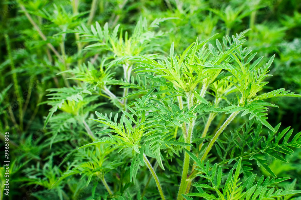 Ragweed Ambrosia Traubenkraut Allergie Ragweed Ambrosia Traubenkraut Allergie