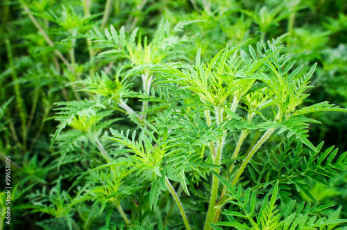фотографія Ragweed Ambrosia Traubenkraut Allergie