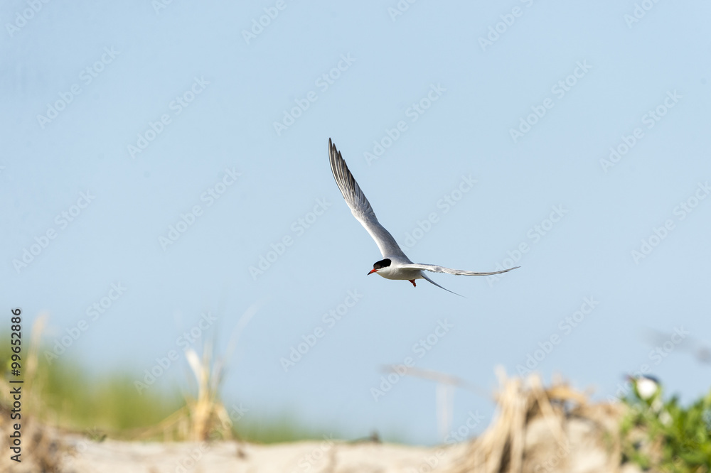 Common Tern over dune wings high Common Tern over dune wings high