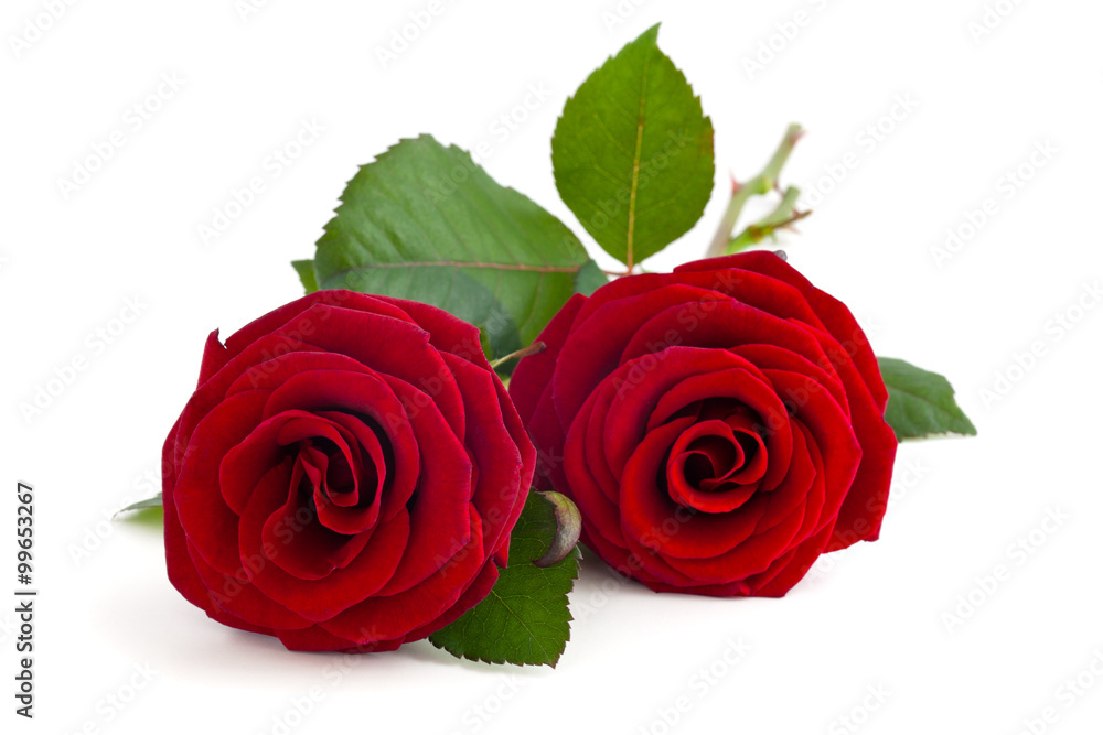 Two red roses. - obrazy, fototapety, plakaty 