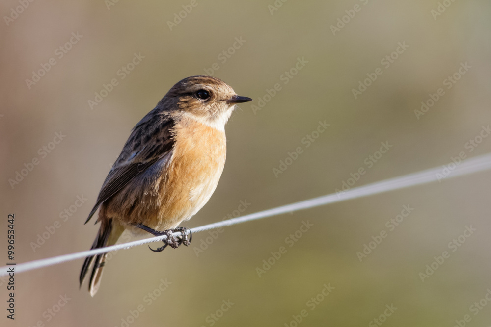 Fototapeta premium Female Stonechat (Saxicola rubicola)