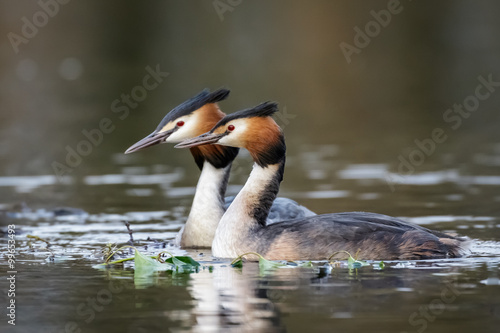 Great Crested Grebe  Podiceps cristatus 