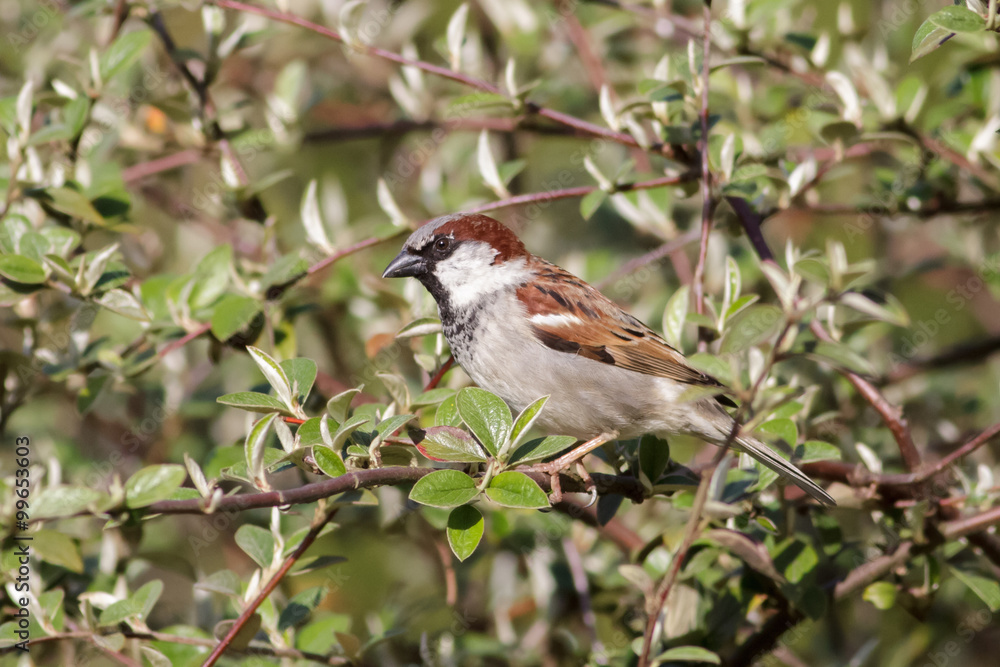 Male House Sparrow (Passer domesticus) Male House Sparrow (Passer domesticus)