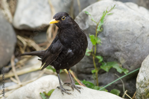 Male Blackbird (Turdus merula)