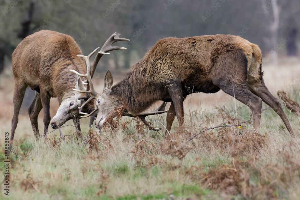 Naklejka premium Red Deer rut (Cervus elaphus) stags fighting, sparring or dueling