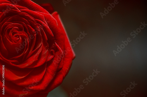 Fototapeta Naklejka Na Ścianę i Meble -  Rote Rose, romantisch, Hintergrund schwarz