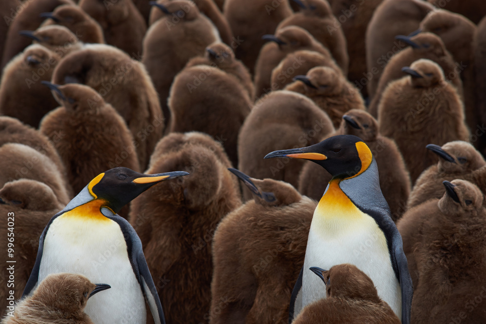 Fototapeta premium Adult King Penguins (Aptenodytes patagonicus) standing amongst a large group of nearly fully grown chicks at Volunteer Point in the Falkland Islands. 