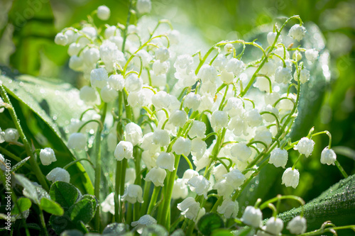 Fototapeta Naklejka Na Ścianę i Meble -  Spring flowers - Lily of the valley in the garden