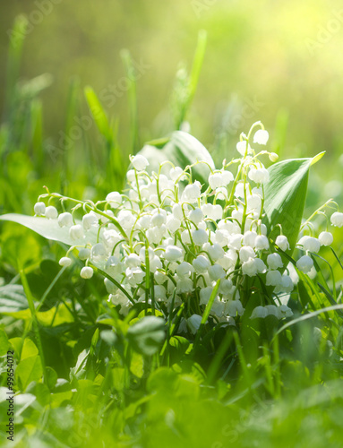 Fototapeta Naklejka Na Ścianę i Meble -  Spring flowers - Lily of the valley in the garden