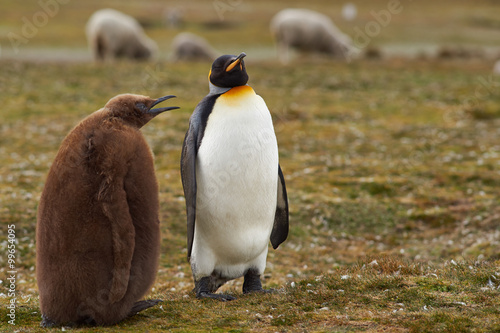 Fotografija Adult King Penguin (Aptenodytes patagonicus) interacting with nearly fully grown and hungry chick at Volunteer Point in the Falkland Islands