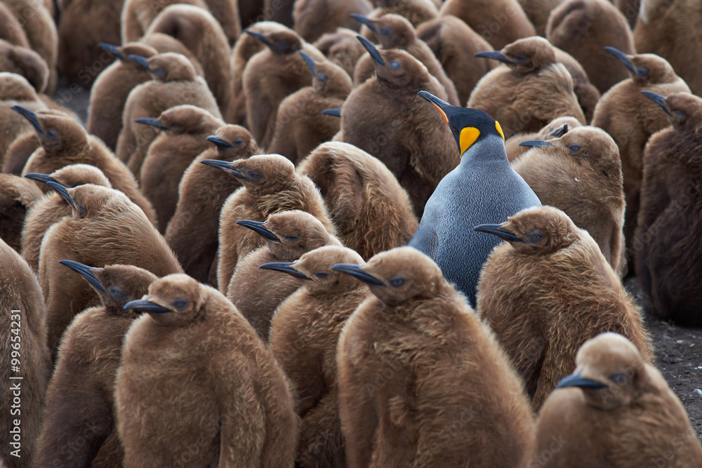 Fototapeta premium Dorosły pingwin królewski (Aptenodytes patagonicus) stojący wśród dużej grupy prawie w pełni rozwiniętych piskląt w Volunteer Point na Falklandach.