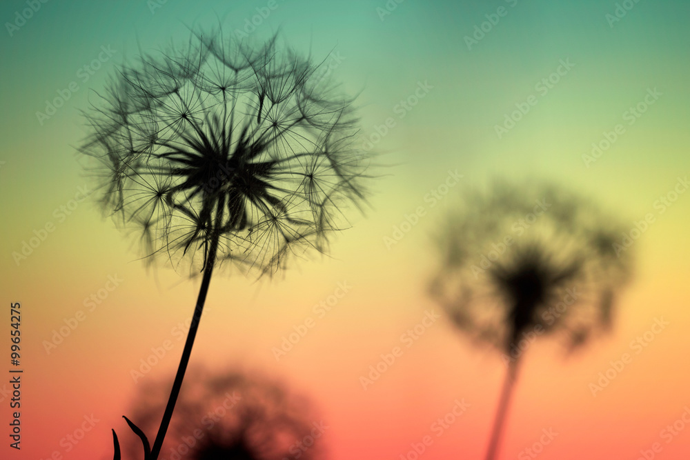 Fototapeta premium Dandelions close up