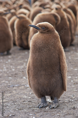 Young King Penguin (Aptenodytes patagonicus) covered in brown fluffy down at Volunteer Point in the Falkland Islands. 