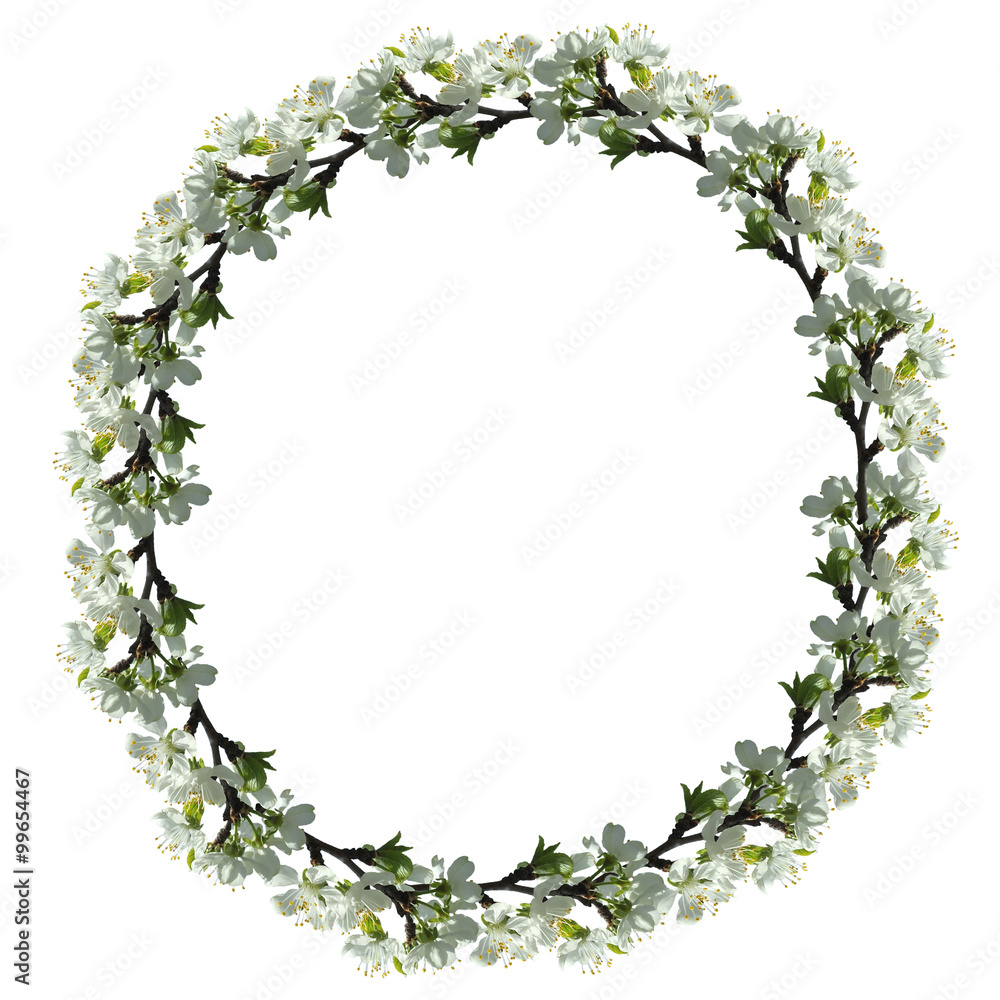 Fototapeta premium Flower pear isolated 