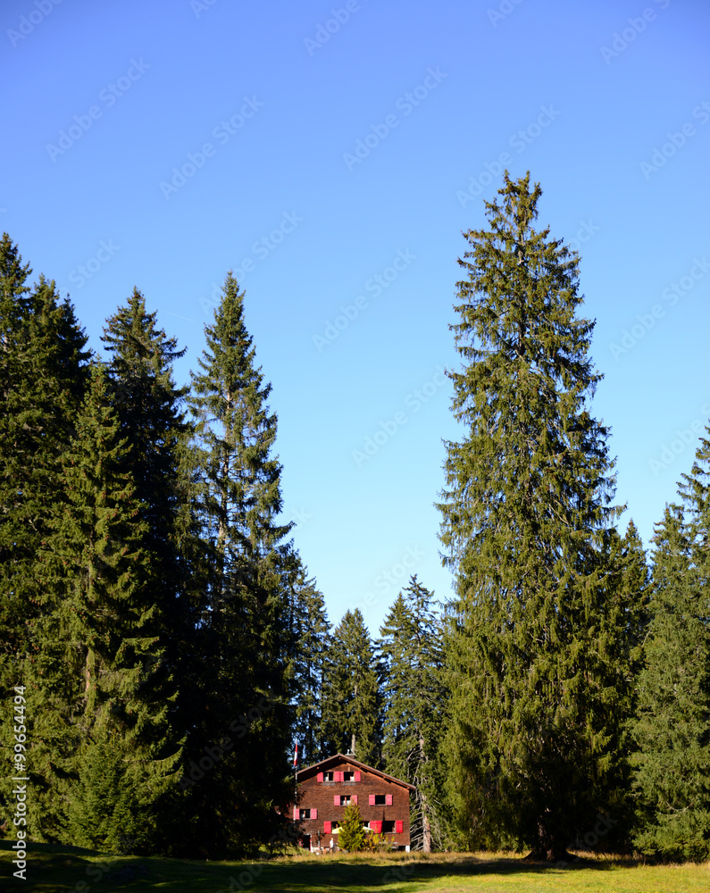 Fototapeta Berghütte im Wald