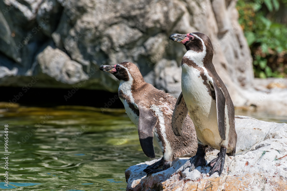 Obraz premium Humboldt-Pinguine