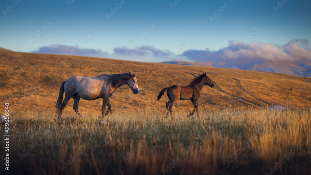 Fototapeta premium Two wild horses on the mountain, jellow grass and blue sky