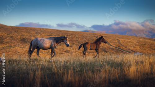 Two wild horses on the mountain  jellow grass and blue sky
